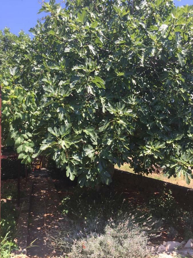 斯塔里格勒Relax Garden公寓 外观 照片